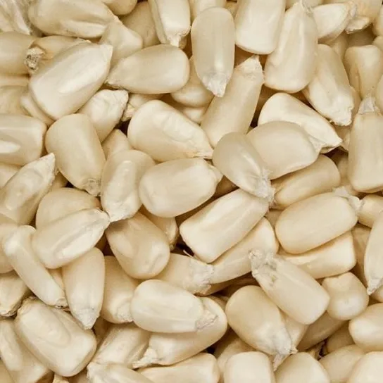 Maíz blanco